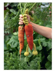 Alexandra's Garden Vegetables: 30 Crochet Vegetable Patterns - Kerry Lord - The Little Yarn Store
